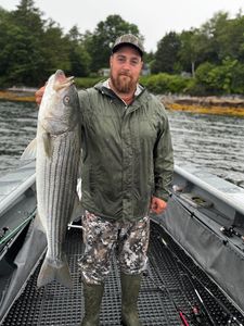 Striped bass caught while fishing in Glenburn