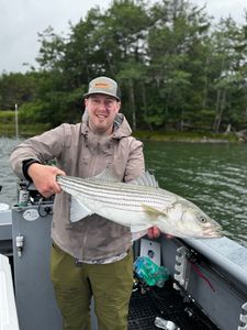 Striped Bass Caught in Glenburn