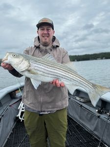 Striped bass caught by angler in Glenburn