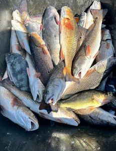 Loaded with a colorful catch!