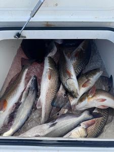 Seven redfish caught in Lafitte