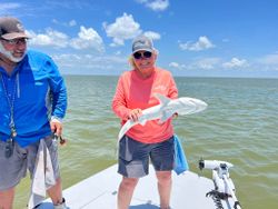 Port Jackson shark caught in TX