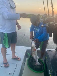 Redfish caught in Port Lavaca