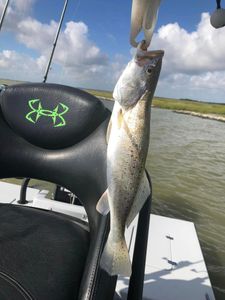 Spotted weakfish caught in TX