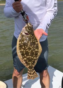 Summer Flounder caught in TX during fishing