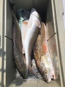 Three redfish caught fishing in Port Lavaca