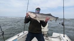 Striped bass caught in Atlantic City, fishing