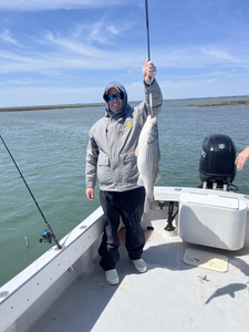 Hooked a big striped bass in Atlantic City!