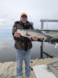 Striped Bass Caught in NJ