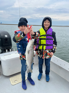 A massive striped bass caught off the coast of 500 Bayshore Ave!