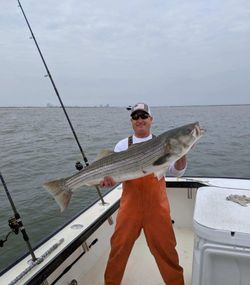 Striped Bass, 37 inches, fishing in NJ