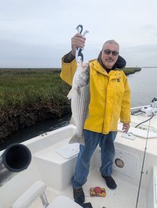 Striped bass caught fishing in NJ