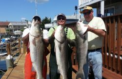 Three striped bass fishing in New Jersey