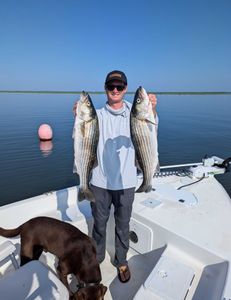 Two striped bass caught in Atlantic City