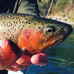 Brown Trout in Redding, CA