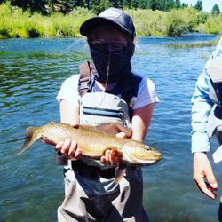 Rainbow trout fishing in Redding