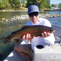 Rainbow trout caught in Redding