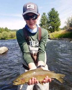 A rainbow trout caught in Redding, California