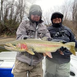 Angler holding a large rainbow trout fish in Redding