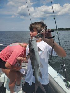 Gafftopsail sea catfish caught in FL during cruises, fishing, and tours