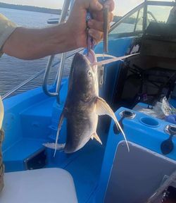 A gafftopsail sea catfish in the waters of Gulf Breeze
