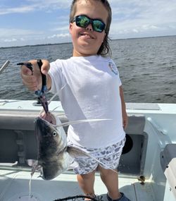 Hardhead Sea Catfish caught fishing in FL