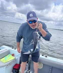 Hardhead Sea Catfish caught while fishing in FL