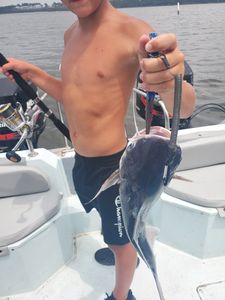 Hardhead Sea Catfish in Gulf Breeze, Florida