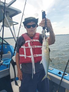 A Spanish Mackerel fish swimming in the waters of FL