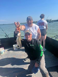 Hardhead Sea Catfish caught while fishing in Port Clinton