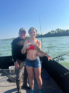 Hardhead Sea Catfish caught while fishing in Port Clinton