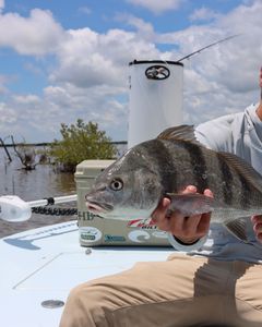 Fish-Species