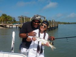 Florida Snook in Naples Mangrove