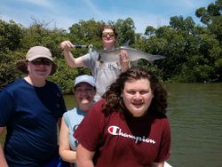 Big Tarpon in Naples Mangrove