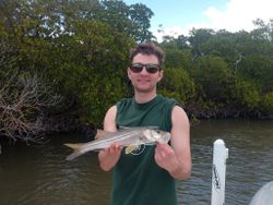 Snook fish caught while fishing in Naples, Florida
