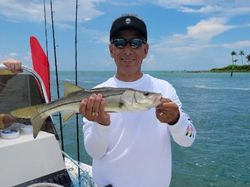 Snook fish caught in Naples, Florida