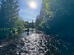 Fly fishing in a forest stream in Owls Head NY with sunlight filtering through trees