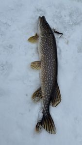 Northern Pike caught ice fishing lying on snow in Owls Head NY