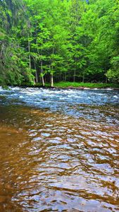 Forest river with flowing water and lush green trees in Owls Head NY