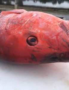 Fish-Species