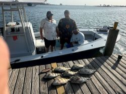 Sheepshead fish caught by two people in Pensacola