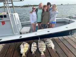 Three sheepshead fish caught in Pensacola