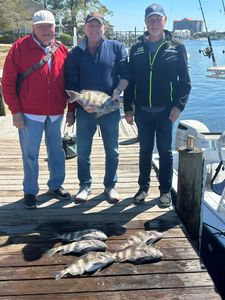 Three Sheepshead fish caught in Pensacola