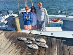 Three sheepshead and black drum fish caught in Pensacola, Florida