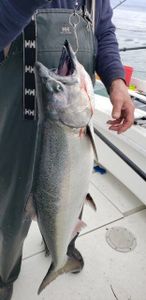 Coho salmon caught in NY while fishing