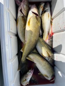 Five fish caught in Buffalo during a fishing trip