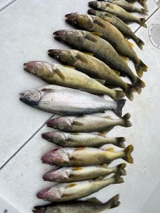 7 rainbow trout caught while fishing in NY