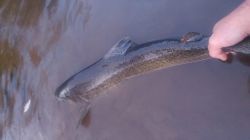 Releasing a King Salmon