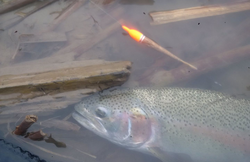 Rainbow trout fishing in ON