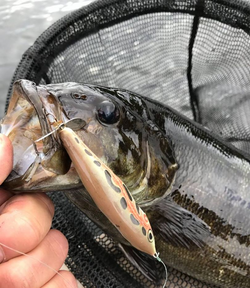 Fishing in Mississauga, Ontario